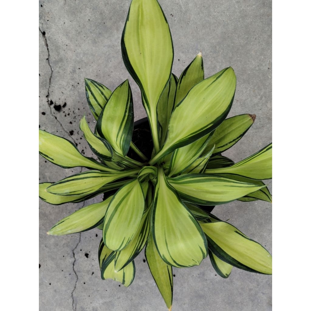 Hosta 'Flemish Beauty' ฮอทต้า เฟลมิช บิวตี้