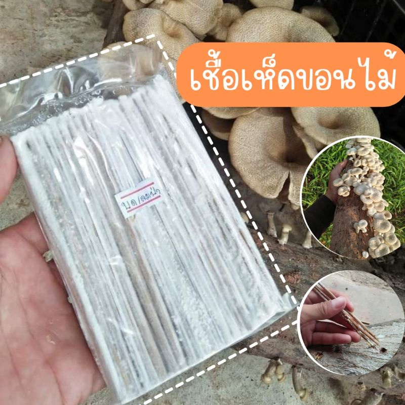 เชื้อเห็ดขอนขาว เชื้อเห็ดบด ลมป่า กระด้าง  1ห่อ​ 100แท่ง+คู่มือการเพาะ📑