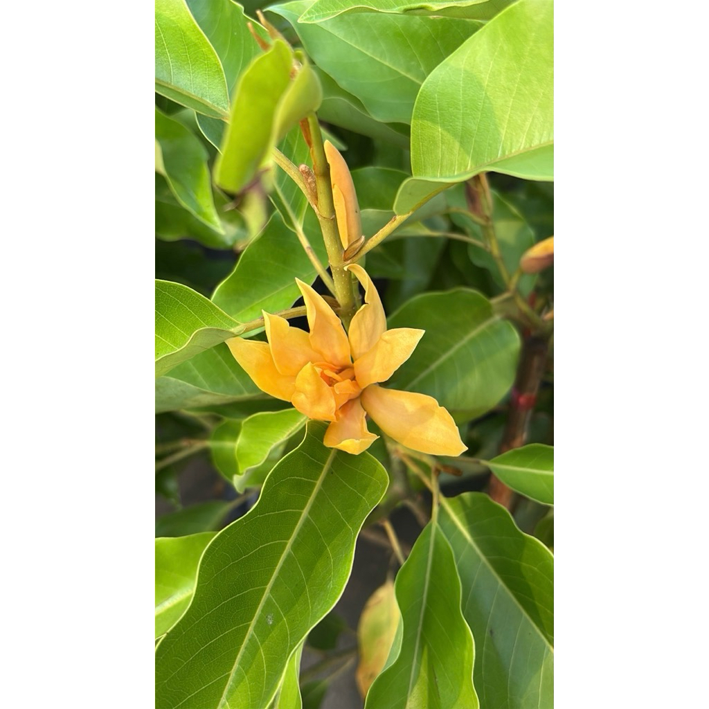 จำปาแคระ ดอกสวย หอม🌼  ไม้ดอกหอมทรงสวย ขนาดกะทัดรัด เหมาะสำหรับปลูกประดับบ้าน ไม้มงคล12นิ้วในกระถาง100-120cm
