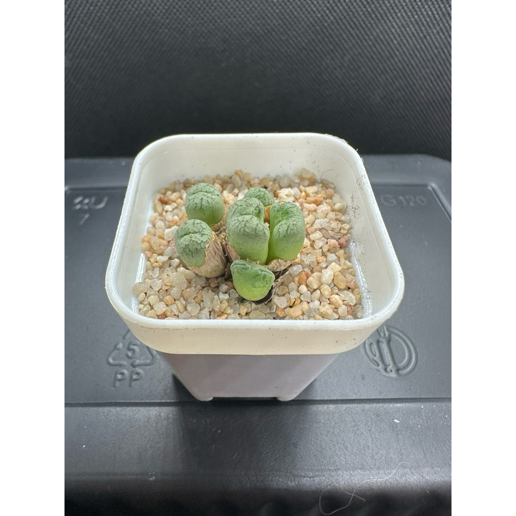 โคโนไฟตัม conophytum แบบกอ คละสายพันธุ์ พร้อมส่ง กระถาง4cm. ไม้อวบน้ำ