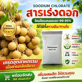 โซเดียมคลอเรต สารเร่งดอกลำไยของแท้ ใช้พ่นทางใบหรือราดทางดินก็ได้ ใช้แล้วได้ผล 100%