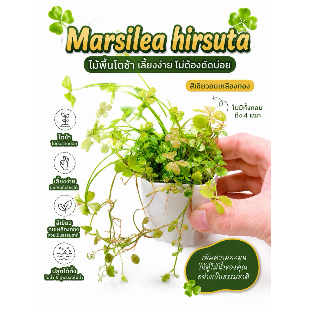 [MIN]Masilea hirsuta ไม้พื้นสีเขียวเหลืองทองอัมพัน โตช้าไม่ต้องตัดบ่อย มีใบเดี่ยวถึง4แฉก โลว์เทคได้ co2ยิ่งดีแนะนำเลย