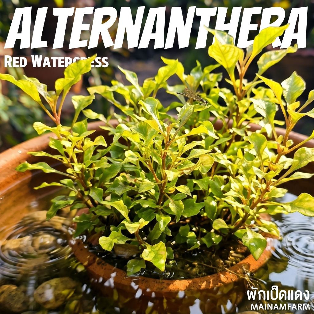 ผักเป็ดแดง ไม้ชื้น-ไม้สวนครัว Red Watercress