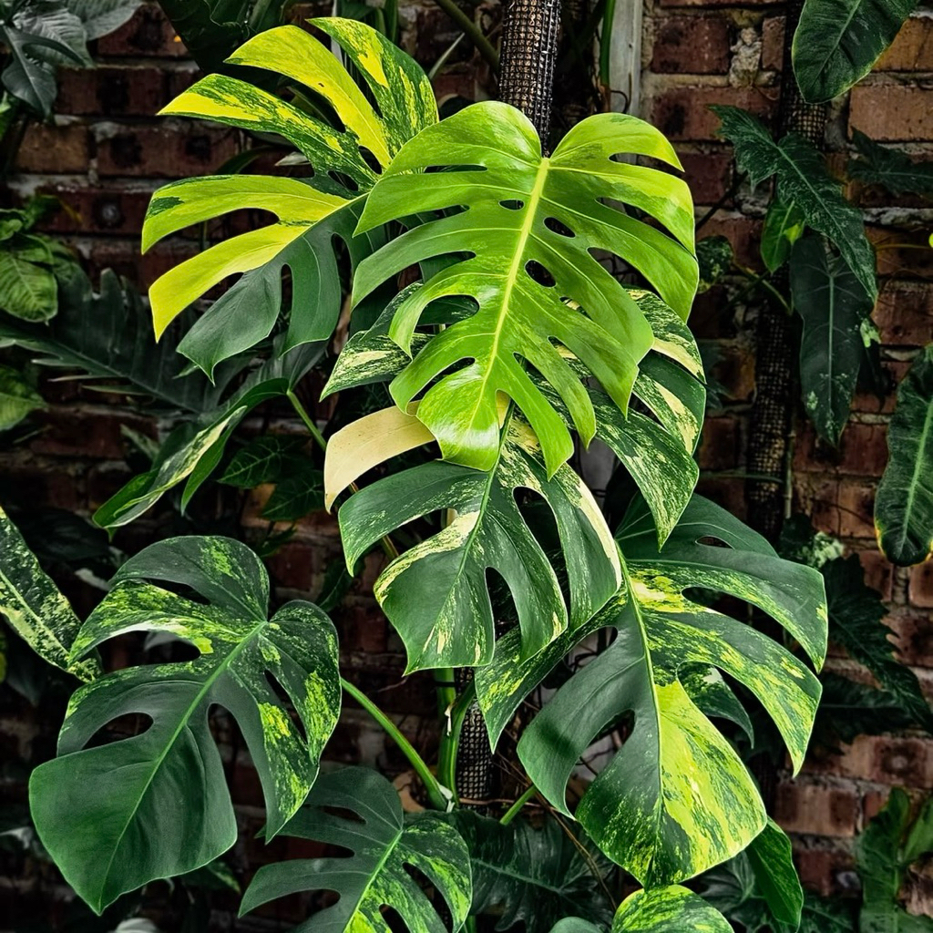 ต้นมอนสเตร่า ออเรีย มอนสเตอร่าด่างเหลือง (เลือกต้นได้) Monstera Borsigiana Aurea