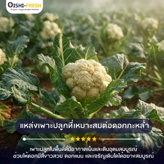 🛒Oishi-Fresh🥬กล่ำดอกขาว ปลอดสารพิษ 1 กก. รสชาติกรอบ สด ใหม่ ใยอาหารสูง หวานออร์แกนิค ผัก เคลมได้ 1-2 วัน