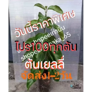 ต้นเยลลี่ แค่ขยี้ใบก็เป็นเยลลี่ กิ่งชำ (1ส.ค.2569)พร้อมส่ง