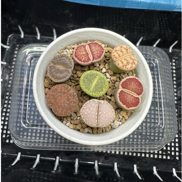 (พึ่งลงปลูก) ไลทอป lithops คละสายพันธุ์ คัดสายพันธุ์ ไซต์1-2cm. พร้อมส่ง กระถางขนาด2.5นิ้ว ไม้อวบน้ำ