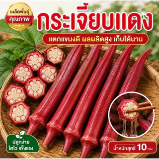 เมล็ดพันธุ์กระเจี๊ยบแดง Red Okra ฝักยาว สีแดงสวย ปลูกง่าย โตไว อัตราการงอกสูง เก็บผลผลิตได้นาน