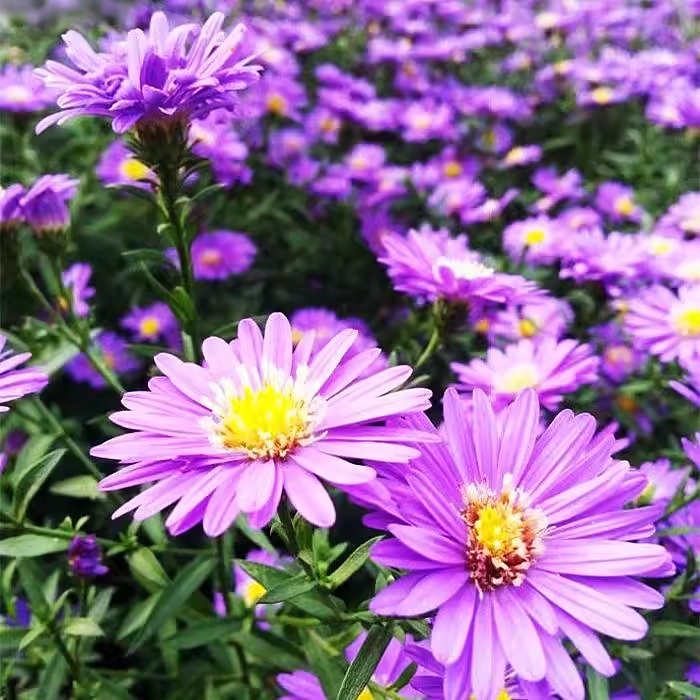เมล็ดดอกเดซี่ม่วง บรรจุ1300เมล็ด Aster Flower Seed [ 10 เเถม 1 คละได้ ]