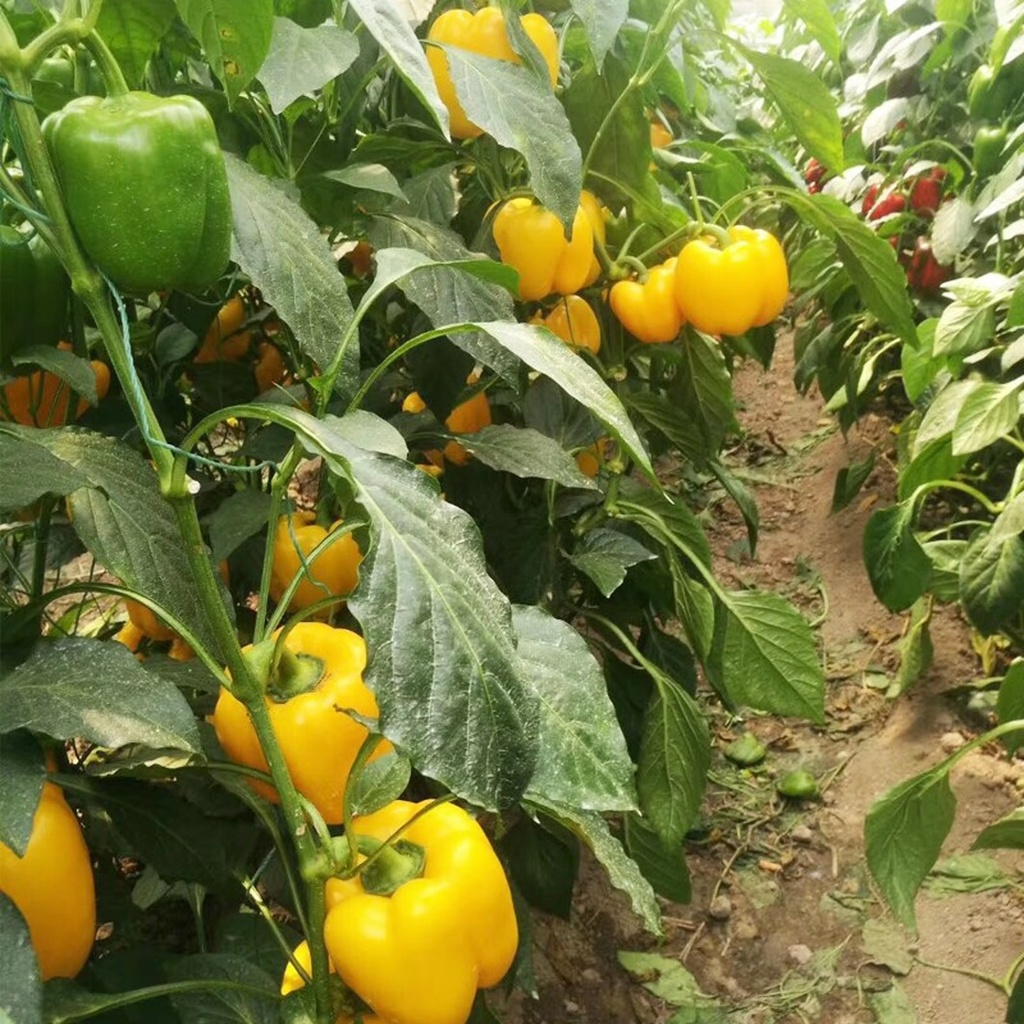 เมล็ดพันธุ์ พริกหวาน 100 เมล็ด Sweet Pepper Seeds 10 เเถม รูปที่ 5