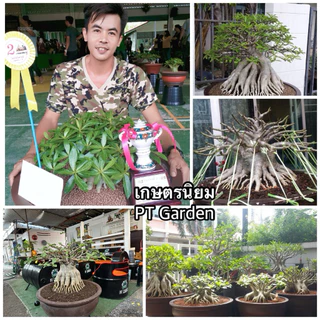 ดินปลูกชวนชม ดินปลูกสำเร็จรูป ใช้ปลูกต้นไม้ที่ชอบดินระบายน้ำดีได้ทุกชนิด