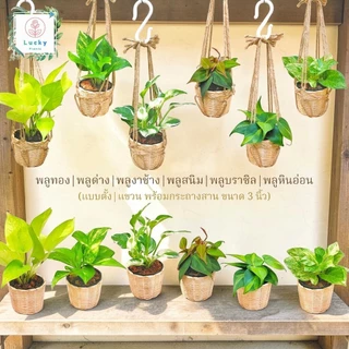 🌱พลูทอง/พลูลาย/พลูงาช้าง/พลูสนิม/พลูบราซิล/พลูหินอ่อน/พลูบราซิลด่างสามสี/พลูหัวใจลาย(แบบตั้ง,แขวน) พร้อมกระถางสาน 3 นิ้ว