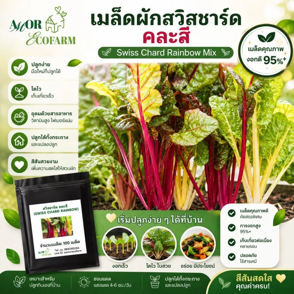 เมล็ดพันธุ์ Swiss Chard Rainbow Mix | สวิสชาร์ด เรนโบว์มิกซ์ | ผักสลัดสีรุ้ง ปลูกง่าย โตเร็ว สำหรับปลูกในกระถาง/แปลงผัก
