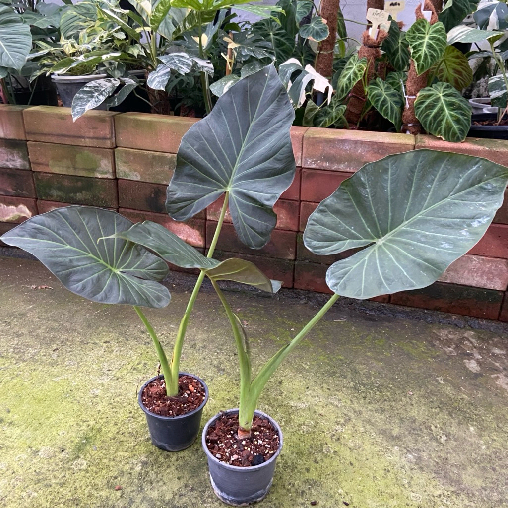 Alocasia Regal Shield (อโลคาเซีย รีกัลชิลด์) เป็นไม้ประดับเขตร้อนฟอร์มสวย ใบใหญ่หนาทรงโล่สีเขียวเข้มเกือบดำ