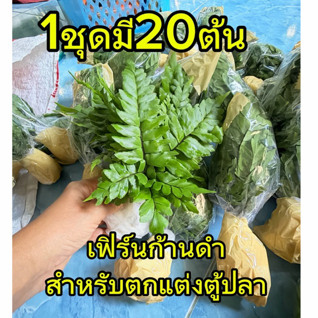 ชุดละ20ต้น เฟิร์นก้านดำต้นเล็กสุด สำหรับตกแต่งตู้ปลา