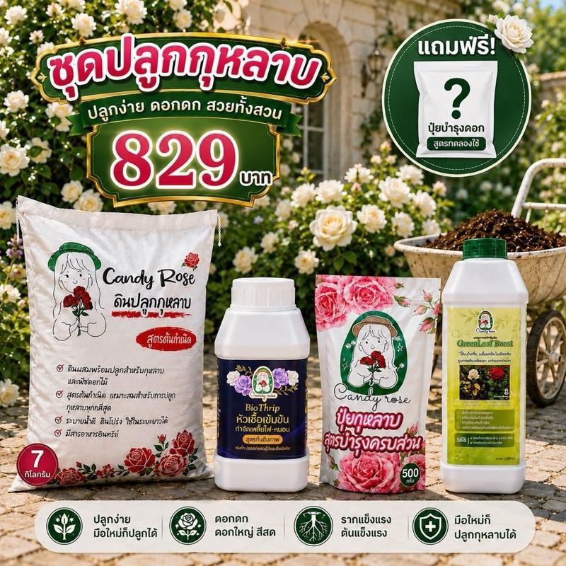 ชุดปลูกกุหลาบ Candy Rose ครบเซ็ต  เลี้ยงกุหลาบได้ง่ายๆด้วยชุดเซ็ตเริ่มต้นสำหรับมือใหม่นี้+ แถมปุ๋ยบำ