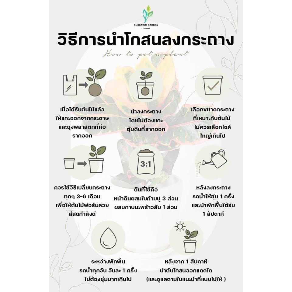 ต้นโกสนพันธุ์ เรียกทรัพย์ ไซส์เล็ก กระถาง 5" สูง 15-20 รูปที่ 7