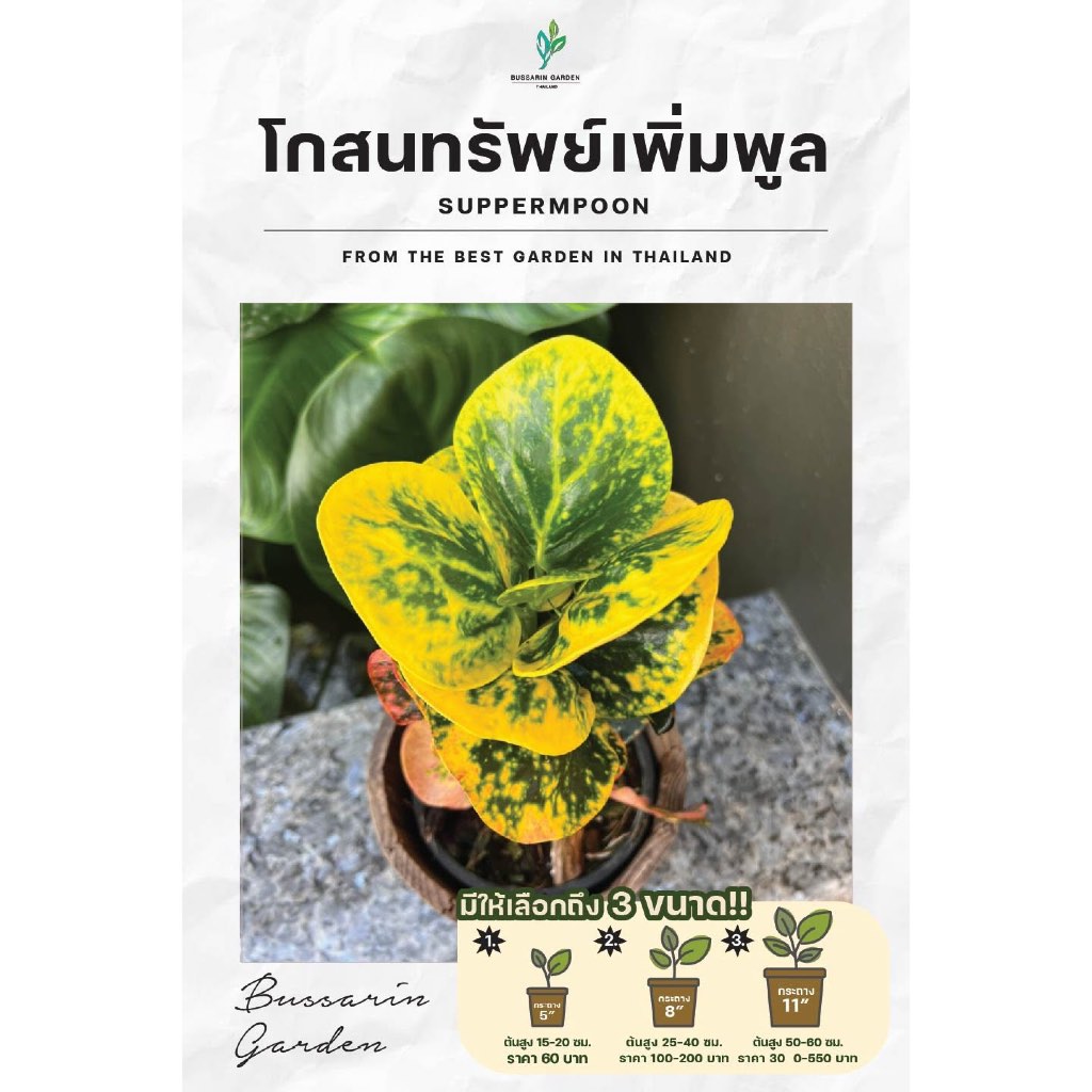 ต้นโกสนพันธุ์ ทรัพย์เพิ่มพูล ไซส์สูง 15-20 เซนติเมตร ซื้อ 10 แถม 1  (จัดส่งแบบถอดกระถาง+รับประกันสินค้า)