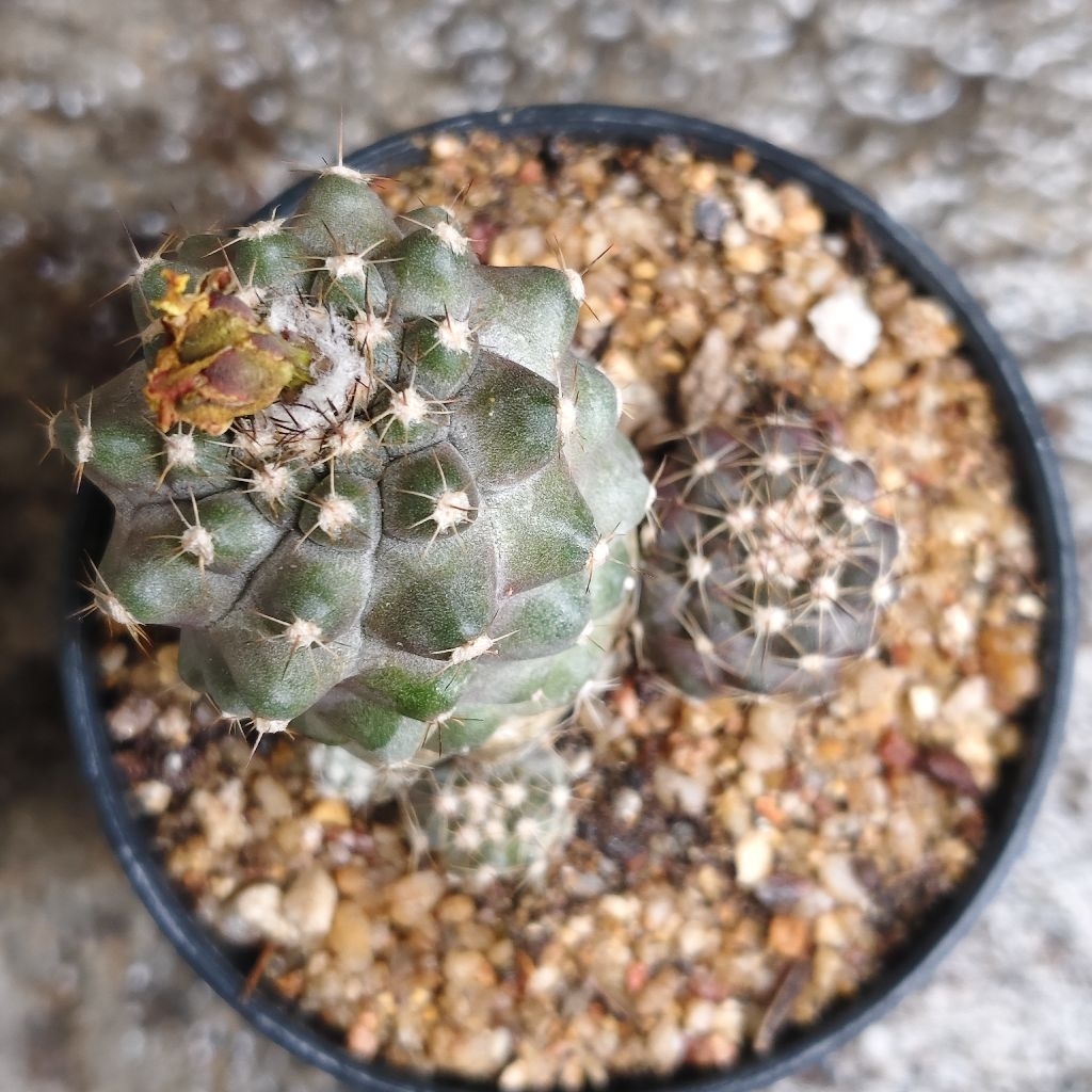 โคเปียโป ไฮโปเกีย ผิวม่วงเข้ม Copiapoa Hypogaea กระบองเพชร แคคตัส ราคา68บาทกระถาง3นิ้ว