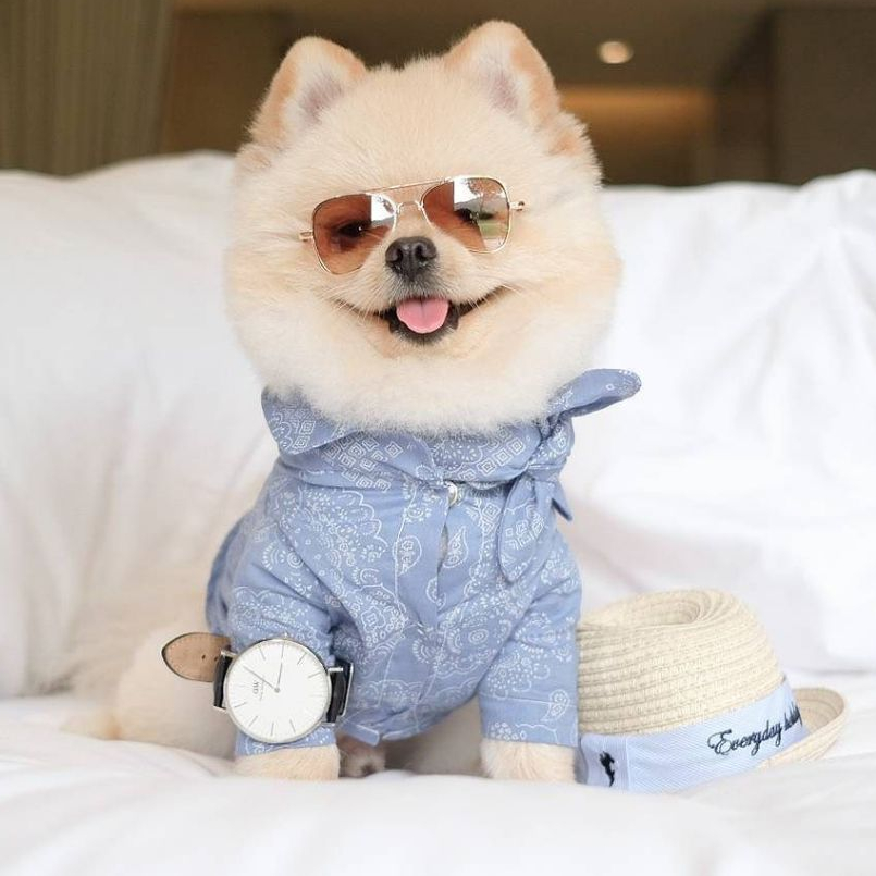 แว่นตาสัตว์เลี้ยง (8-9cm) แฟชั่นเก๋ | ทรง Aviator | มีสายรัด | ชิวาวา ปอม ยอร์ค แมว สุนัขพันธุ์เล็ก