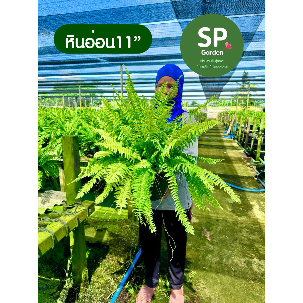 [SP GARDEN] เฟิร์นหินอ่อน  ขนาดกระถาง 11 นิ้ว