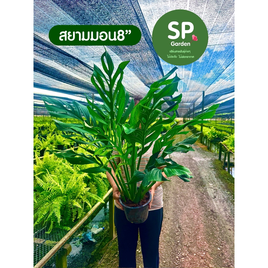 [SP GARDEN] สยามมอน(Siam Monstera) ขนาดกระถาง 8 นิ้ว