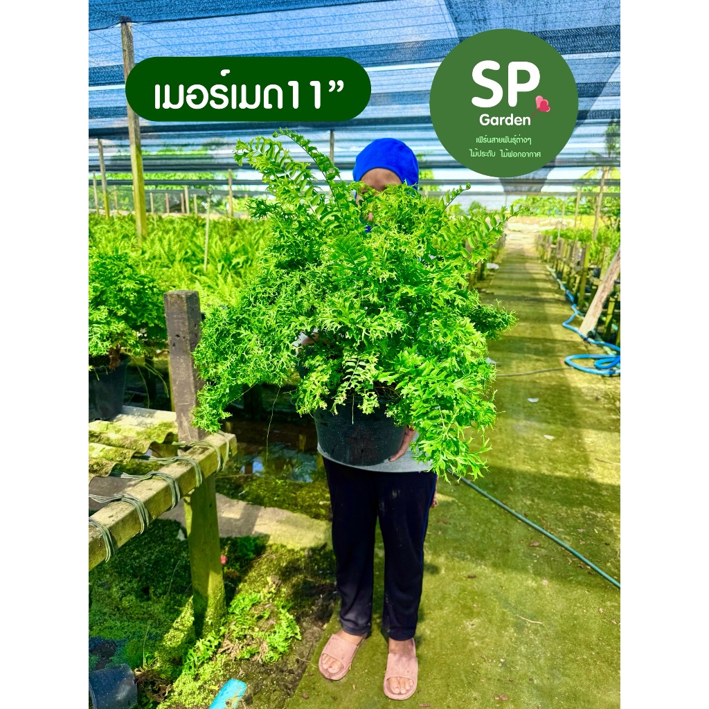 [SP GARDEN] เฟิร์นเมอเมด ขนาดกระถาง 11 นิ้ว