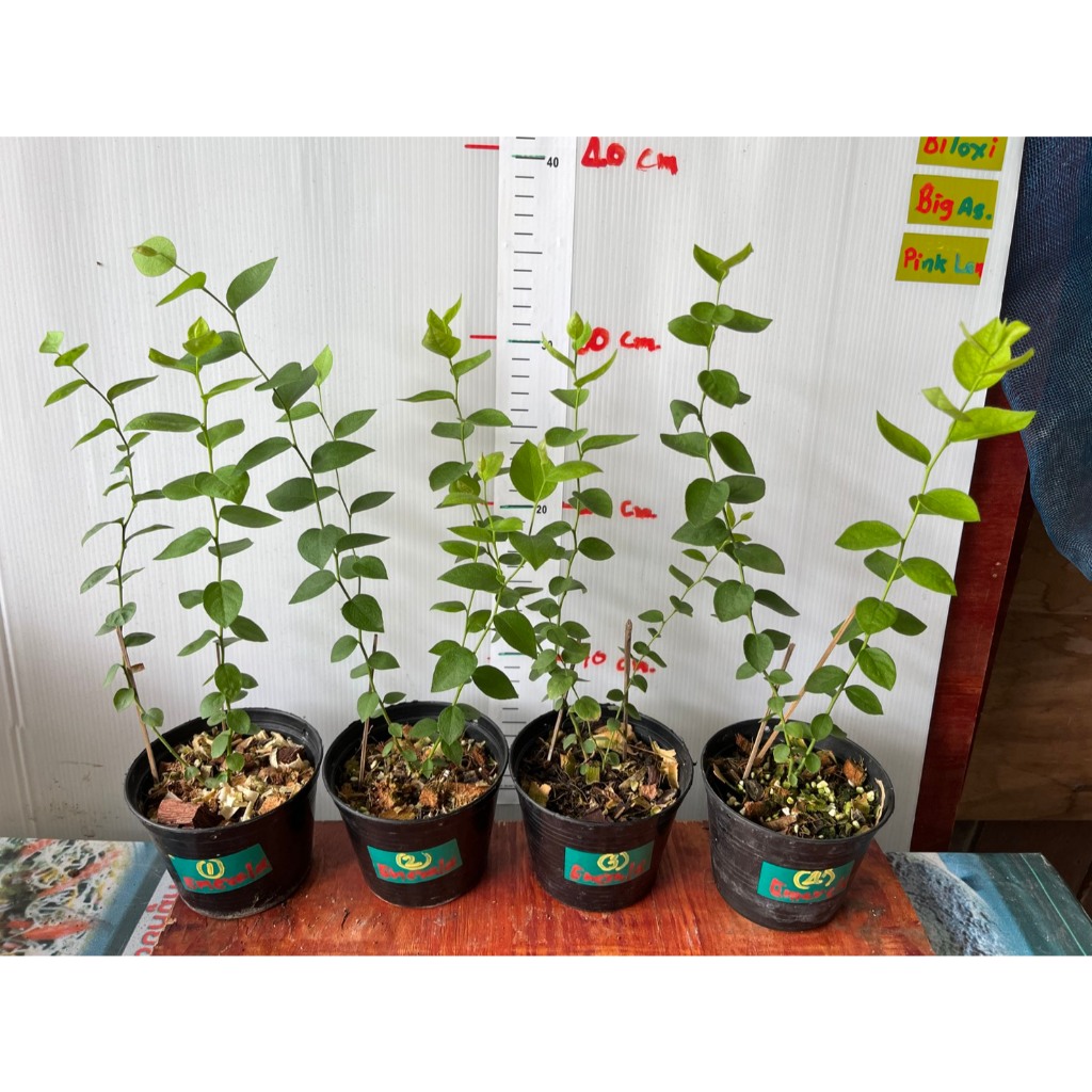 ต้นบลูเบอร์รี่ สายพันธุ์ Emerald, กระถาง4",ไม้เนื้อเยื่อ ปลูกในสภาพอากาศประเทศไทย ปลูกง่าย ต้นสวยๆๆ
