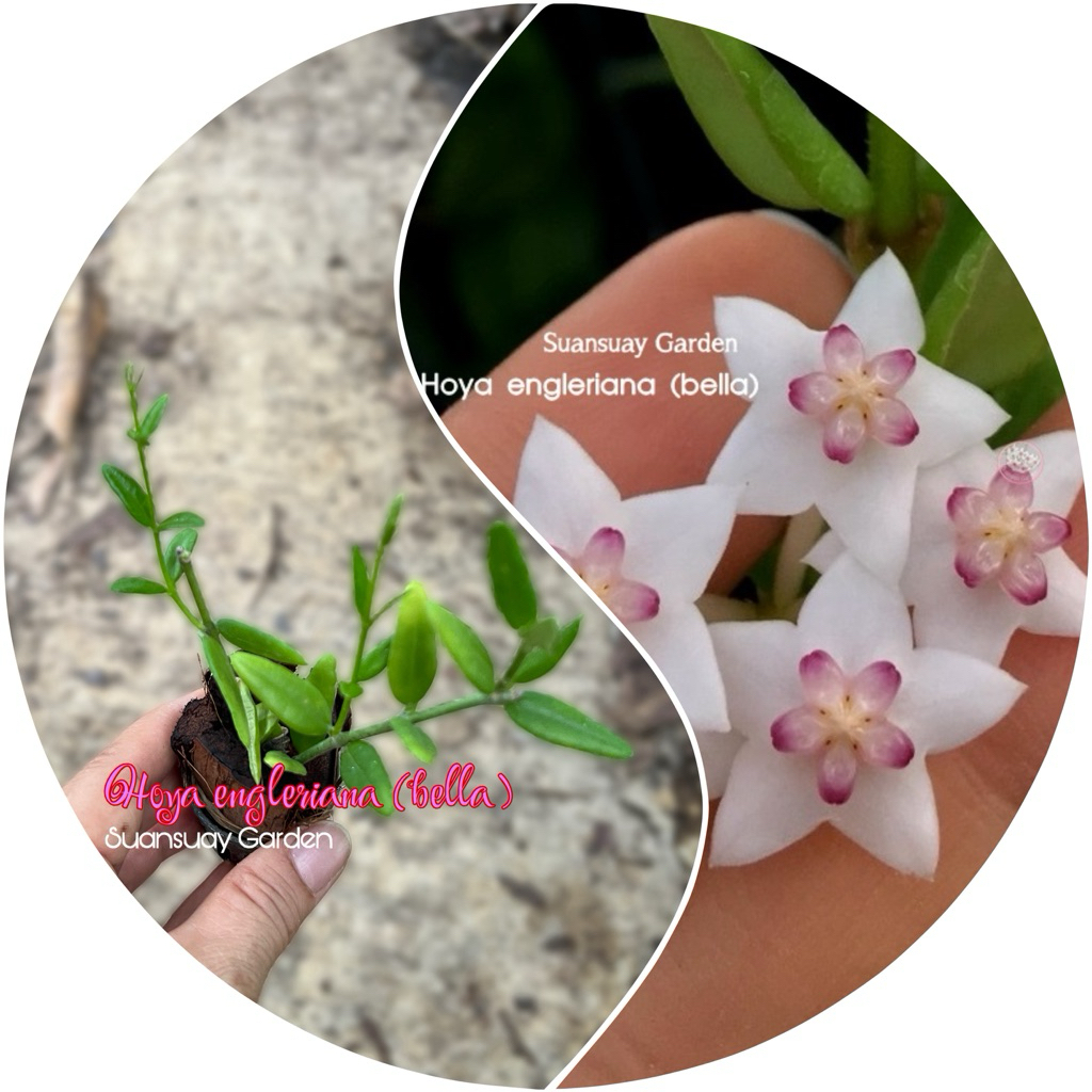 Hoya engleriana (bella) โฮยาเบลลาน่ารัก ดอกสีขาวมงกุฎชมพู ดอกสวย น่ารักมากค่ะ