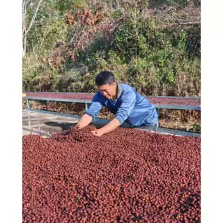 De Hmong Maneepruek Typica Natural เมล็ดกาแฟคั่วอ่อนเดอม้งมณีพฤกษ์ทิปปิก้า