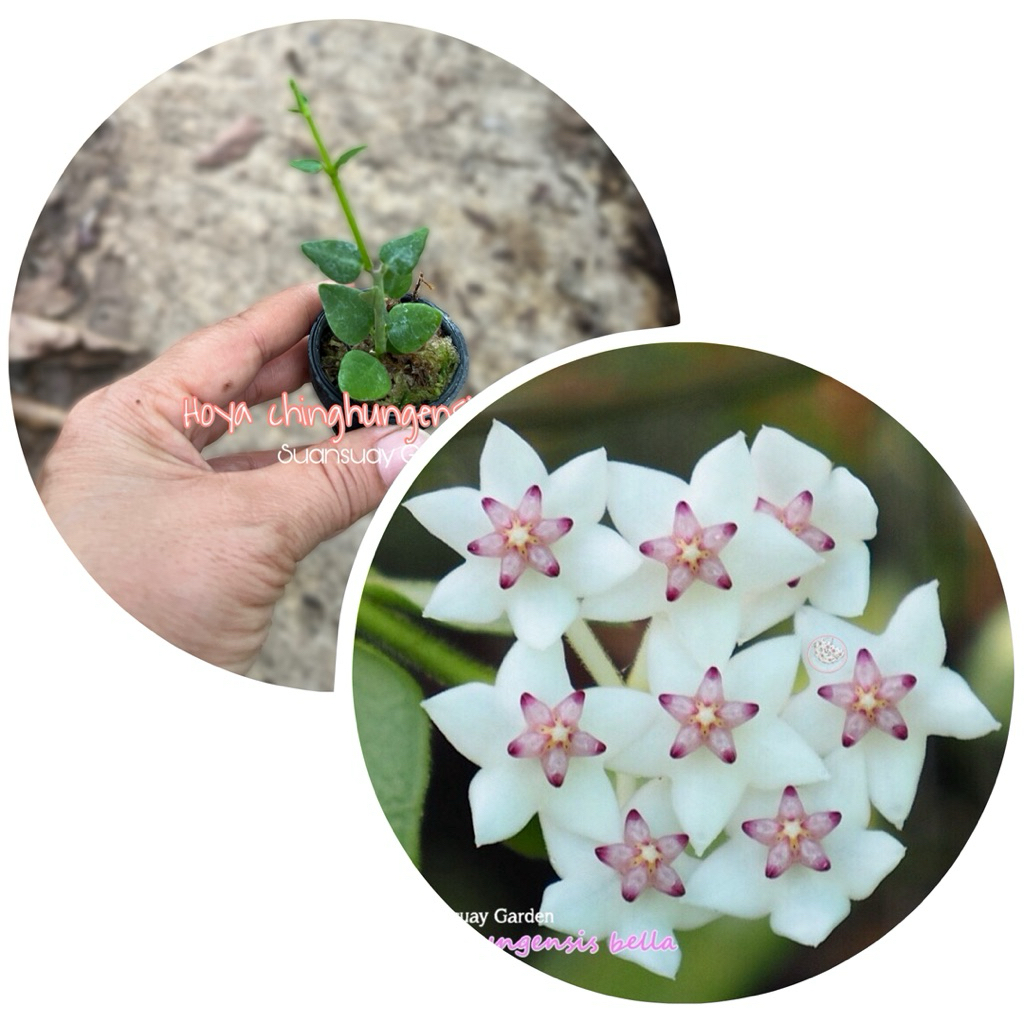 Hoya chinghungensis (bella) โฮยาเบลลา ใบสามเหลี่ยม ใบสวย ดอกสวยละมุน จัดส่งในกระถางขนาด 1 นิ้ว