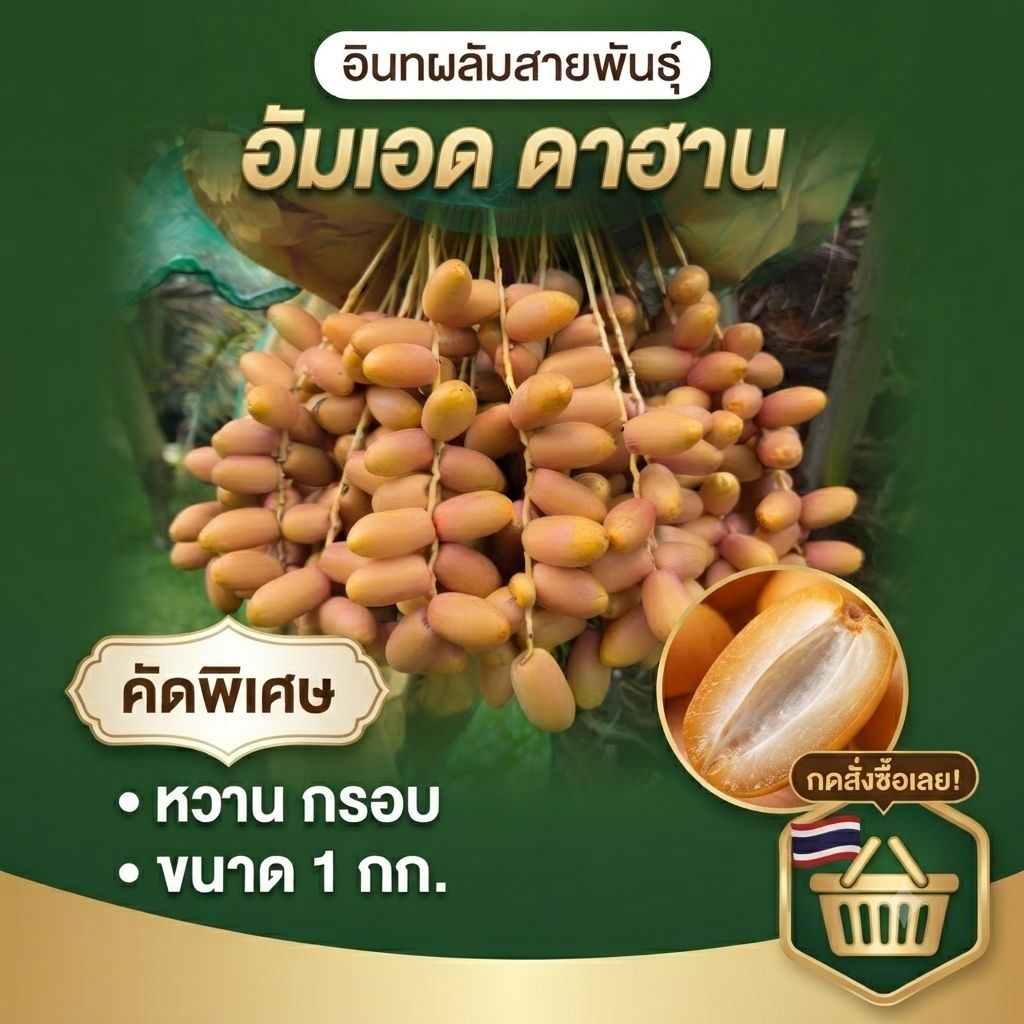 อินทผลัม อัมเอดดาฮาน พร้อมส่ง 1 กก.