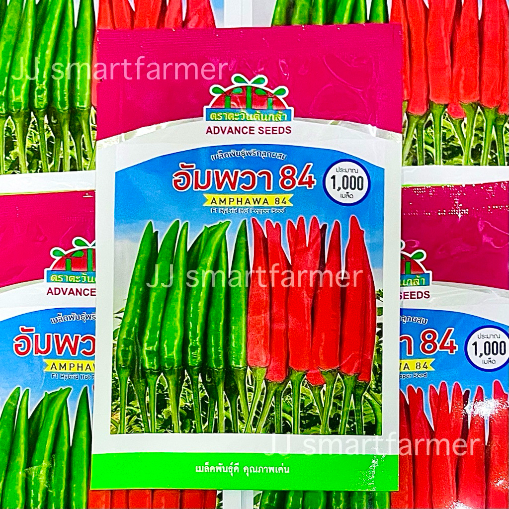 อัมพวา 84 🌶️✨พริกขี้หนูลูกผสม ตราตะวันต้นกล้า