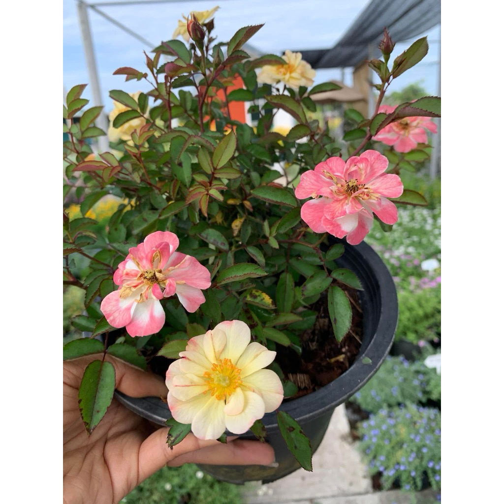 กุหลาบฝรั่งเศส3สีหอม กุหลาบพันธุ์นี้มีชื่อเรียกว่า Rêve de Parisซึ่งเป็นกุหลาบฝรั่งเศสที่มีลักษณะเด่นคือเป็นกุหลาบพุ่ม