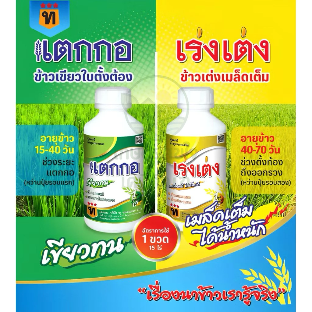 เร่งเต่ง แตกกอ ฮอร์โมน 15 ไร่ ใช้ในข้าว(แตกกอดี/เขียวทน/เขียวนาน)(เมล็ดเต็ม/ได้น้ำหนัก/ข้าวออกรวงเสมอ/ขั้วเหนียว/รวงยาว)