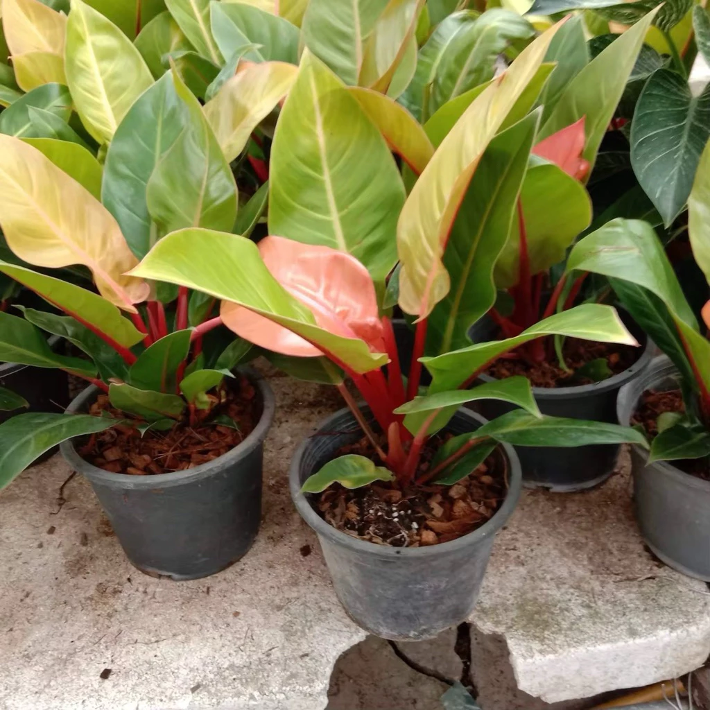 🌿 กุมารแดงเรียกทรัพย์ 🌿 กระถาง 8 นิ้ว