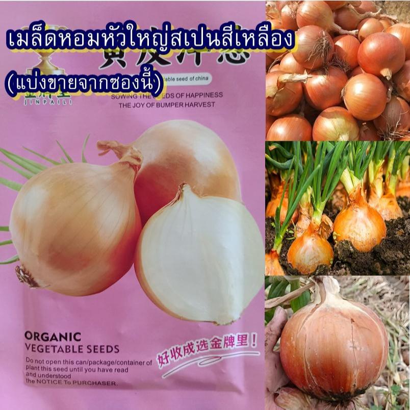 300+ เมล็ด เมล็ดหอมหัวใหญ่สเปนสีเหลือง (ปลูกง่าย อัตรางอก85% หัวใหญ่ รสชาติหวาน ปลูกได้ทุกพื้นที่ในไทย)