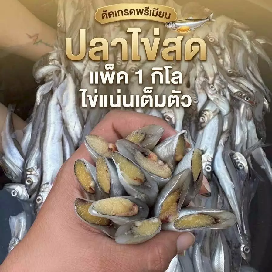 ปลาไข่ หรือ ปลาชิชาโมะ แพ็คล่ะ1000กรัม ไซส์41-50 nw50% 1แพ็คมี25-35ตัว (ไข่ไม่มีทุกตัวนะครับ)