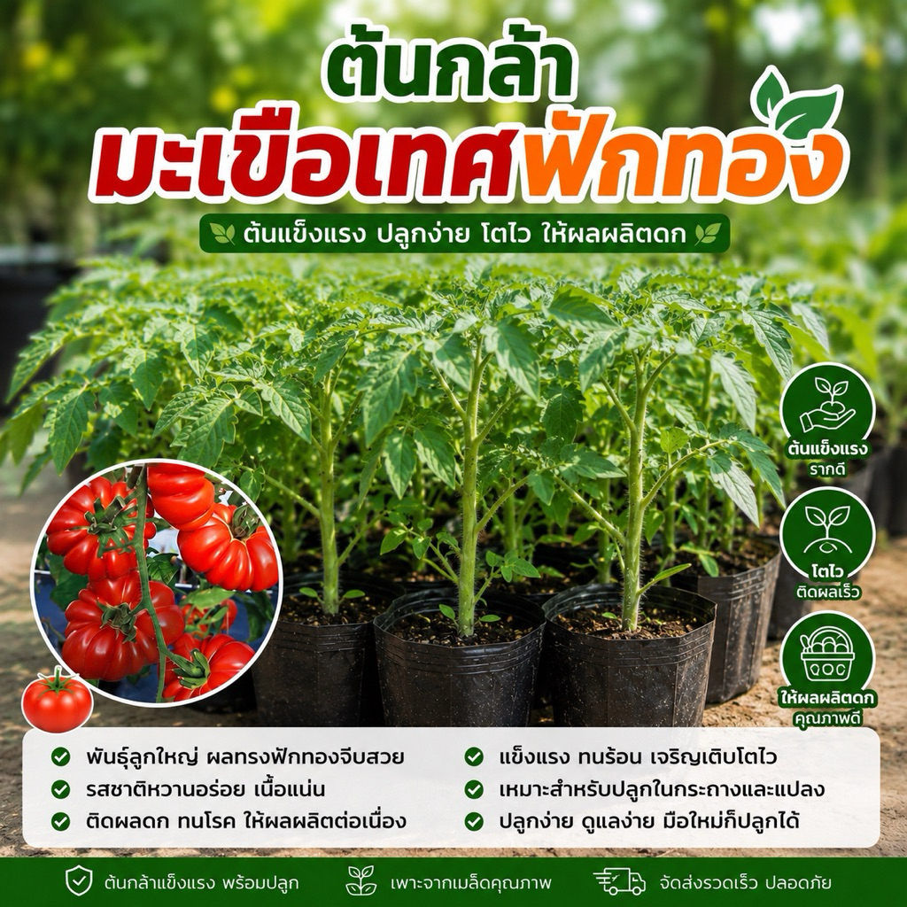 ต้นกล้ามะเขือเทศฟักทองในถุงดำ