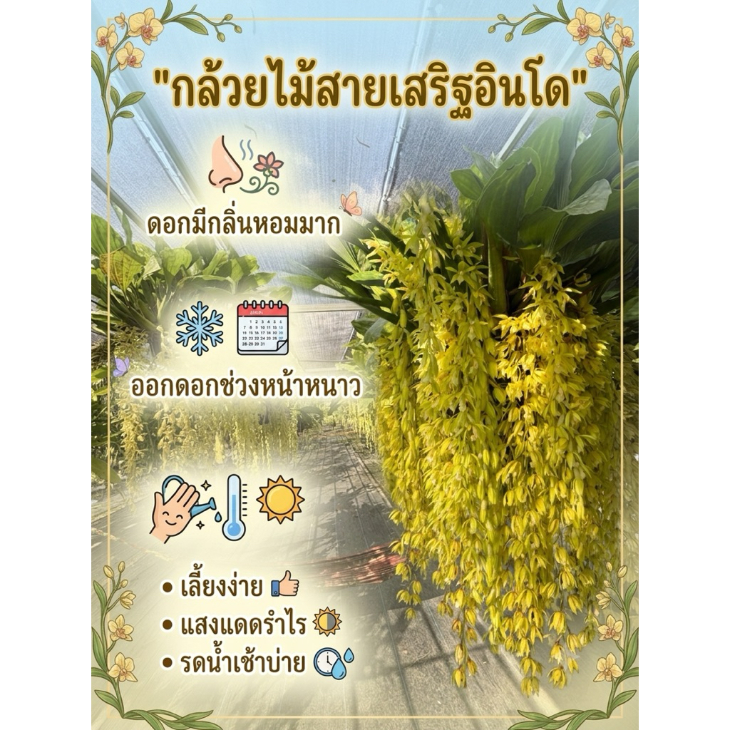 กล้วยไม้สายเสริฐอินโด ของแท้ ดอกหอมมาก (พร้อมออกดอกสิ้นปีนี้)