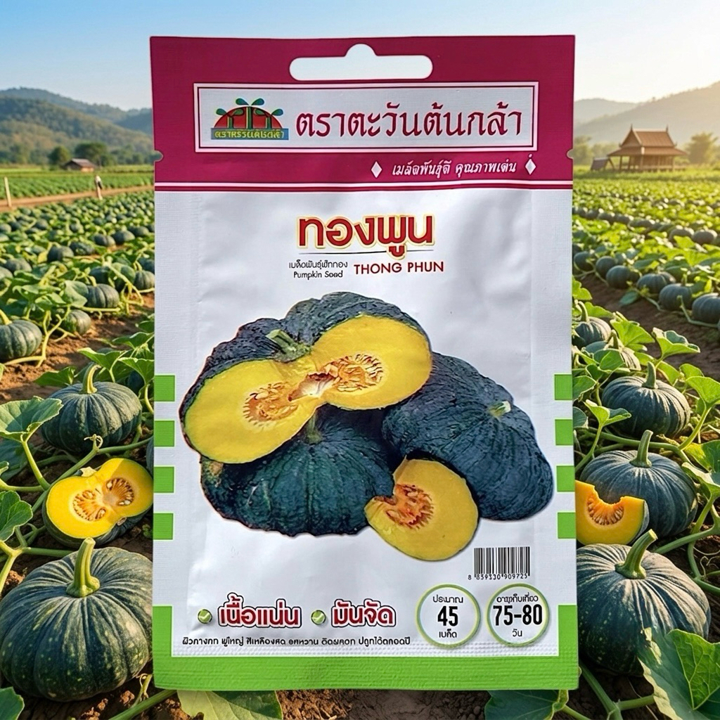 ฟักทอง ทองพูน (45 เมล็ด) ตะวันต้นกล้า