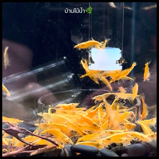 ท่อให้อาหารกุ้ง จานอาหารกุ้ง หลอดให้อาหารกุ้ง จานกุ้ง Shrimp Feeding Food Tube Suction Cup | บ้านไม้น้ำ🌿