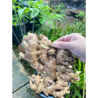 ขิงสด ขิงแก่ แม่ขิง ทำกับข้าว น้ำขิง ข้าวมันไก่ คละไซส์ หอมเผ็ดร้อน ส่งจากสวนเมืองเลย (ติดดินไม่ได้ล้างกันชื้นเน่าเสีย)