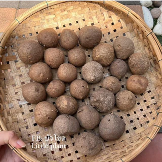 บัวบกโขด 《 ส่งฟรี 》มีปลายทาง ร้านคัดหัวสุขภาพดีให้ทุกต้น พร้อมคู่มือการดูแล / Stephania Erecta