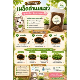 เมล็ดตำแยแมวตากแห้งพร้อมปลูกเมล็ดล้วนไม่ผสมใบมีเมล็ดมากกว่า🌲200เมล็ด🌲
