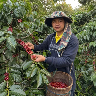 เมล็ดกาแฟคั่ว ดอยปางขอน อาราบิก้า100% พรีเมี่ยม จากเกษตรกร ดอยปางขอขอน