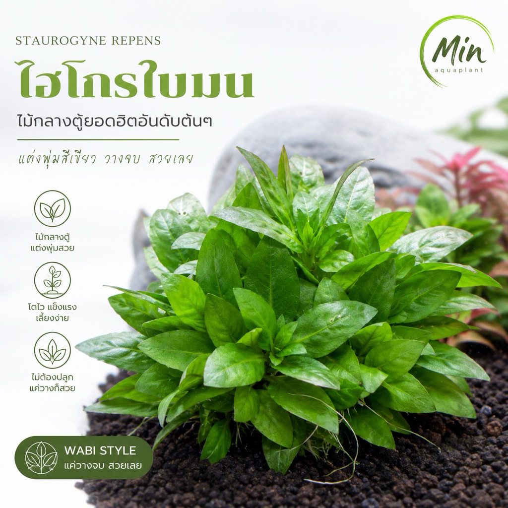 [MIN]Staurogyne repens ไฮโกรใบมน ไม้น้ำสีเขียวพุ่มเตี้ย กลางตู้ ยอดฮิตอันดับต้นๆ แบบwabi 5กิ่งต่อลูกใบน้ำ