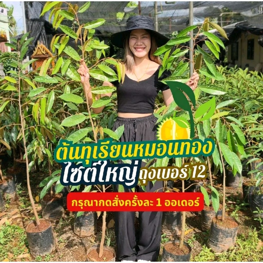 ต้นทุเรียนหมอนทองไซส์ใหญ่ ถุงเบอร์ 12สูง 150-170cm จำนวน 1ต้น ส่งฟรี มีปลายทาง(**กรุณาสั่งครั้งละ 1 ต้น)