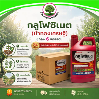 กลูโฟซิเนต ตราม้าทองเศรษฐี ขนาด 4 ลิตร (แกลลอนแดง) *ยกลัง* มี 6 แกลลอนใหม่-น้ำเขียว