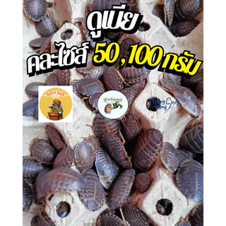 อาหารสัตว์ดูเบียคละไซส์ 100 กรัม , 50 กรัม